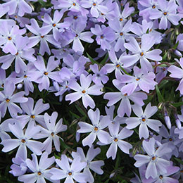 Phlox nain bleu, Phlox mousse bleu